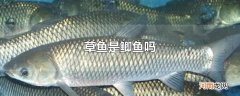 草鱼是鲫鱼吗