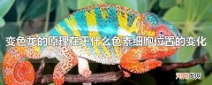 变色龙的原理在于什么色素细胞位置的变化
