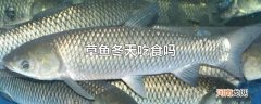 草鱼冬天吃食吗