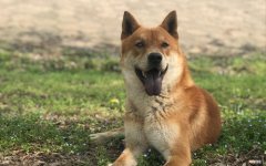 什么狗便宜在300以下 什么狗最便宜