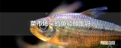 菜市场买的鱼能放生吗