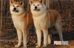 秋田犬多少钱 秋田犬多少钱一只幼崽