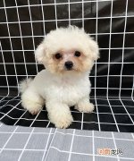 比熊多少钱 米奇耳比熊多少钱