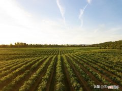 新型农业经营主体包括有哪些 新型农业经营主体主要有哪些