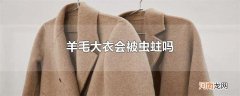 羊毛大衣会被虫蛀吗