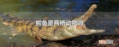 鳄鱼是两栖动物吗