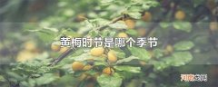 黄梅时节是哪个季节