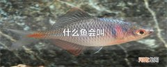 什么鱼会叫