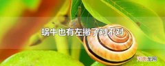 蜗牛也有左撇子对不对