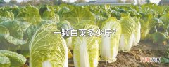 一颗白菜多少斤?
