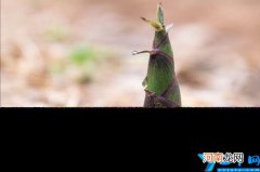 新鲜竹笋怎么吃最好 吃竹笋的禁忌有什么好处和坏处