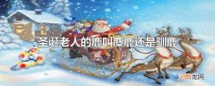 圣诞老人的鹿叫麋鹿还是驯鹿