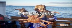 帝王蟹捕蟹人为啥会死