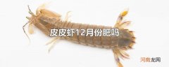 皮皮虾12月份肥吗