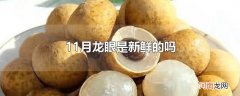 11月龙眼是新鲜的吗