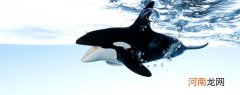 虎鲸是海豚吗