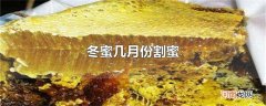 冬蜜几月份割蜜
