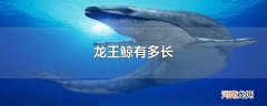 龙王鲸有多长