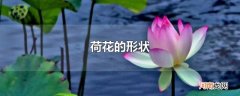 荷花的形状