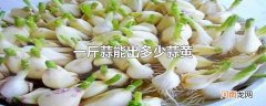 一斤蒜能出多少蒜黄