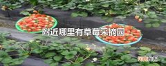 附近哪里有草莓采摘园