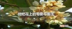 枇杷花上的毛要不要洗