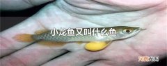 小龙鱼又叫什么鱼