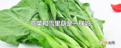 芥菜和雪里蕻是一样吗