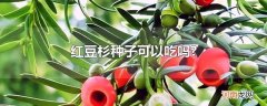 红豆杉种子可以吃吗?