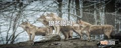 狼冬眠吗