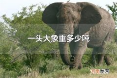 一头大象重多少吨 一头大象重3-8吨