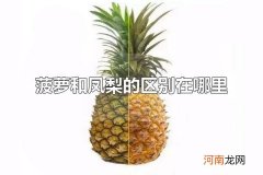 菠萝和凤梨的区别在哪里 菠萝和凤梨是什么水果