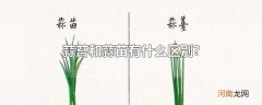 蒜苔和蒜苗有什么区别?