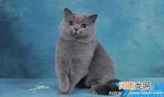 最低500元就能买到一只(没掉线的蓝猫不值钱 英短蓝猫多少钱一只)