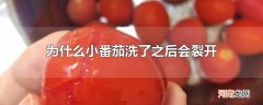 为什么小番茄洗了之后会裂开
