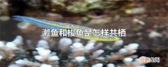 濑鱼和梭鱼是怎样共栖