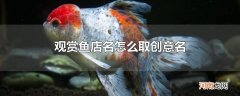观赏鱼店名怎么取创意名