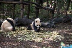 世界60个国家的珍稀动物 加拿大国宝级动物是什么