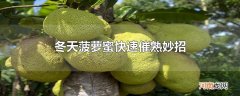冬天菠萝蜜快速催熟妙招