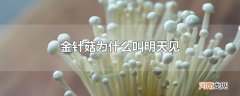 金针菇为什么叫明天见