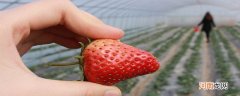 平常吃的草莓吃的是植物的哪部分