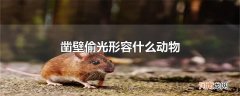凿壁偷光形容什么动物