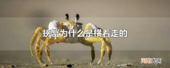 螃蟹为什么是横着走的