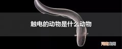 触电的动物是什么动物