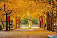 北京林业大学怎么样 北京林业大学是985还是211