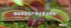 捕蝇草是生产者还是消费者?