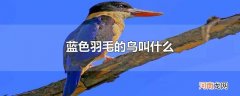 蓝色羽毛的鸟叫什么
