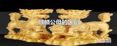 麒麟公母的区别