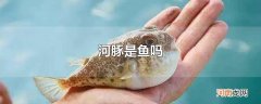 河豚是鱼吗
