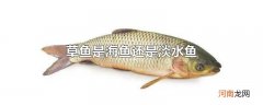 草鱼是海鱼还是淡水鱼